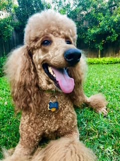 Hugo Bear, the practice's resident red standard poodle